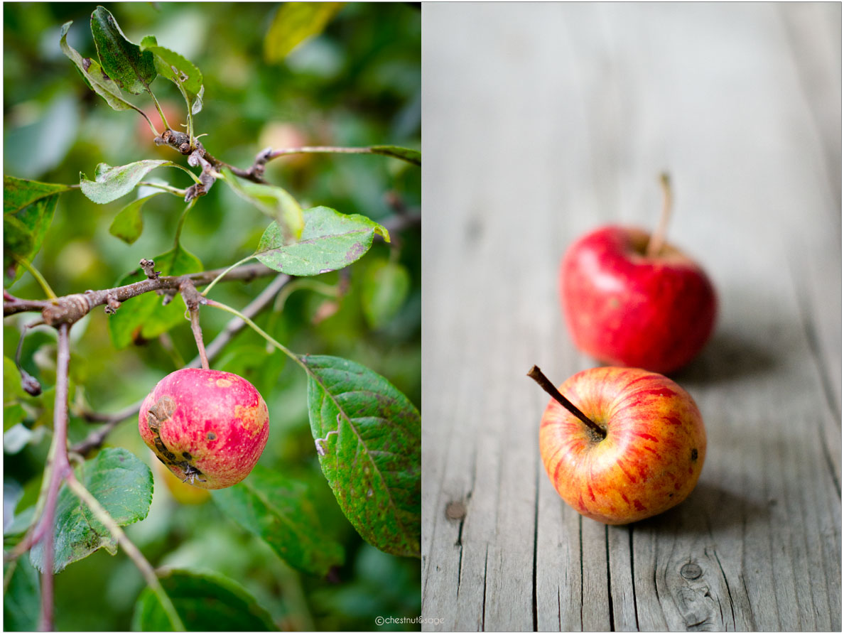 Apple Tarte | chestnutandsage.de