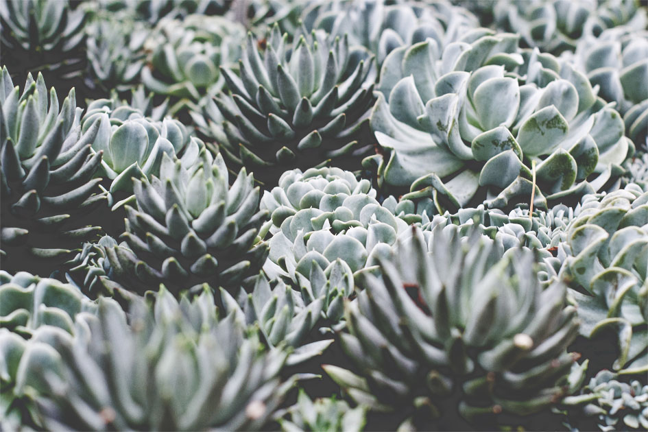 Links with love | succulents | chestnutandsage.de