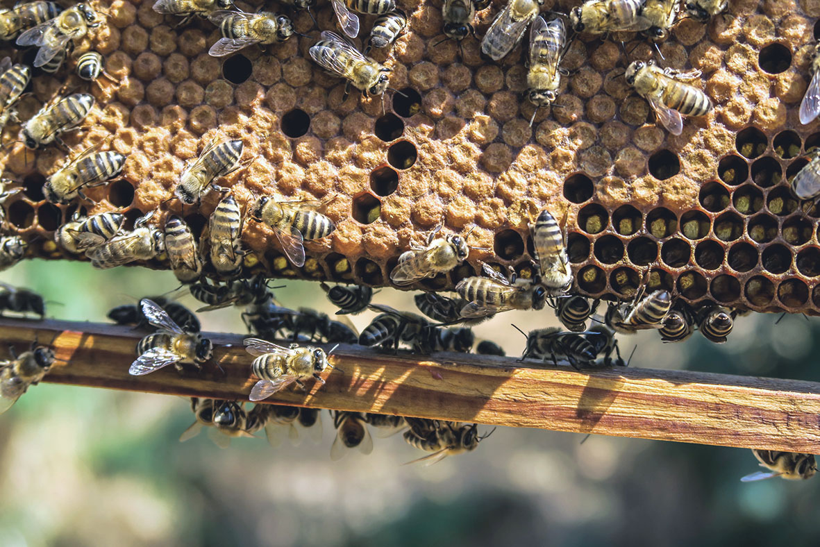 Jason Blackeye | unsplash.com | Bees