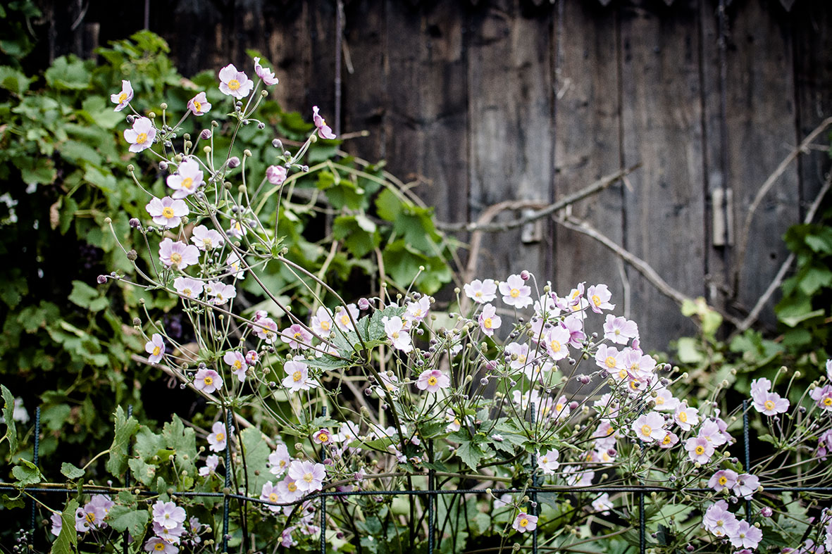 Sommer im Garten | chestnutandsage.de