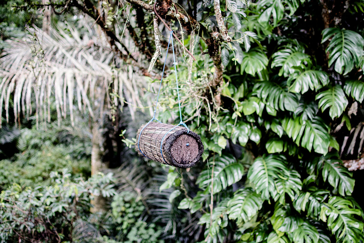 Bienen auf Bali | chestnutandsage.de