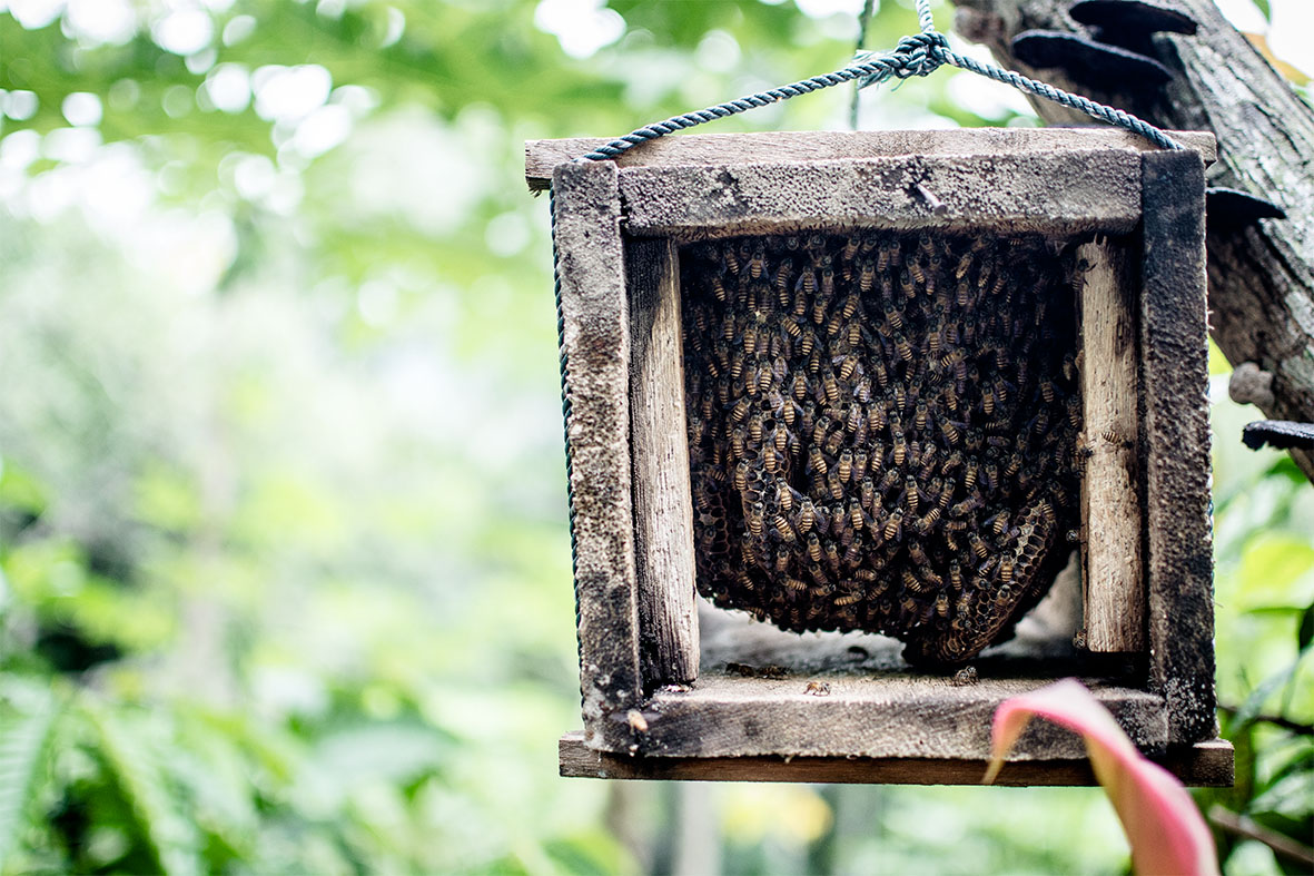 Bienen auf Bali | chestnutandsage.de